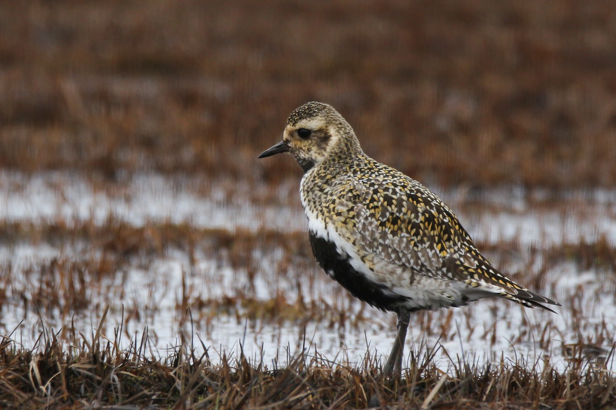 European Golden-Plover - ML57192611