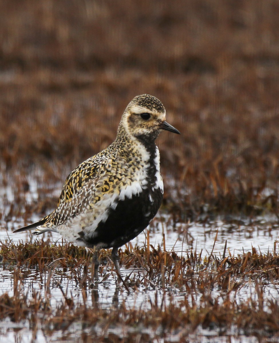 European Golden-Plover - ML57192621