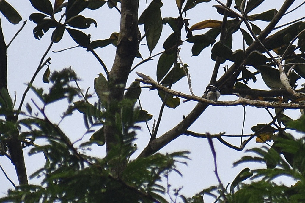 West African Batis - ML571926741