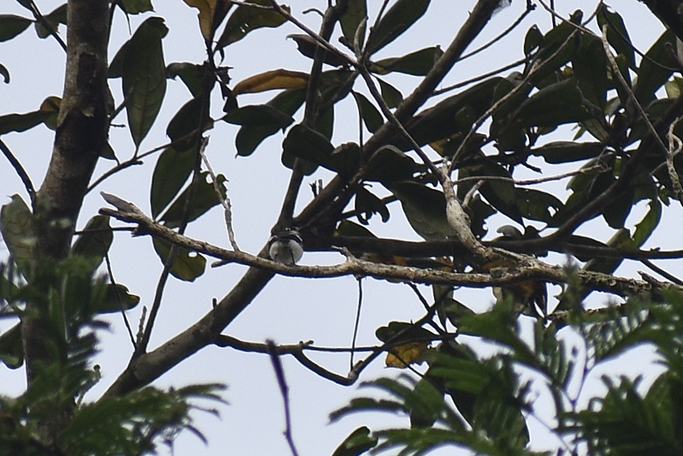 West African Batis - Mehdi Sadak