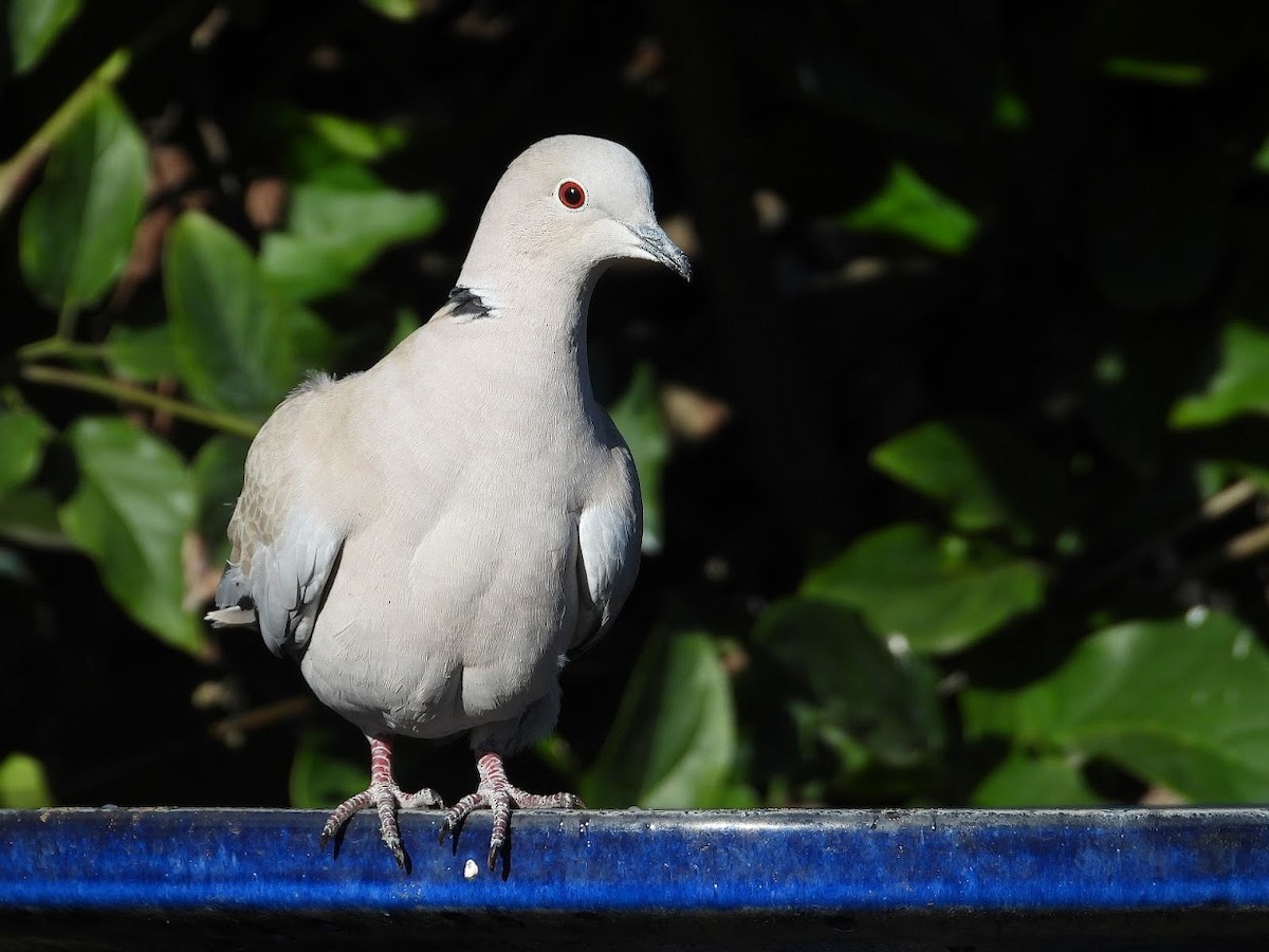 Eurasian Collared-Dove - ML571927101