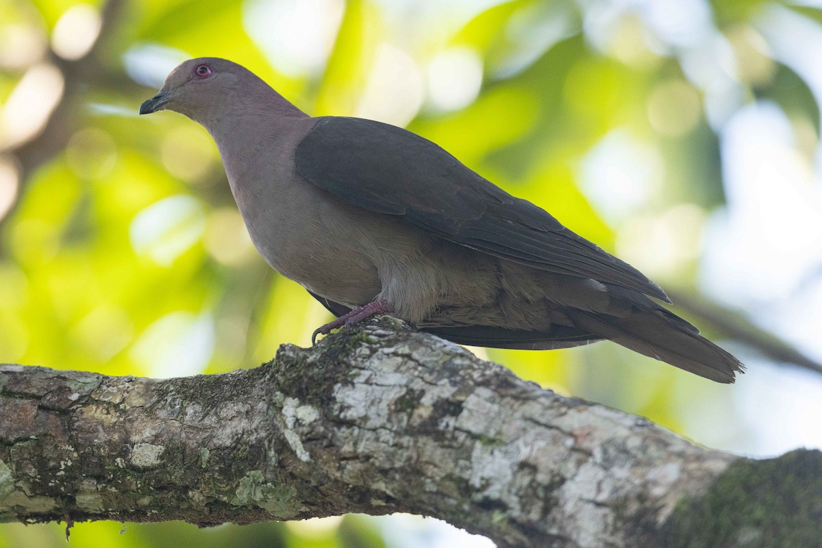 Short-billed Pigeon - Eric VanderWerf