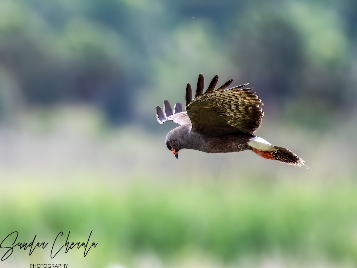 Snail Kite - Sundar Cherala