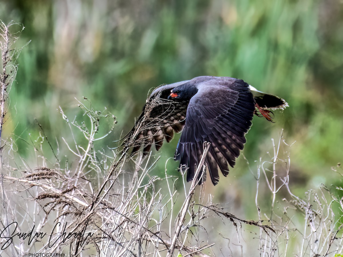 Snail Kite - ML571928721