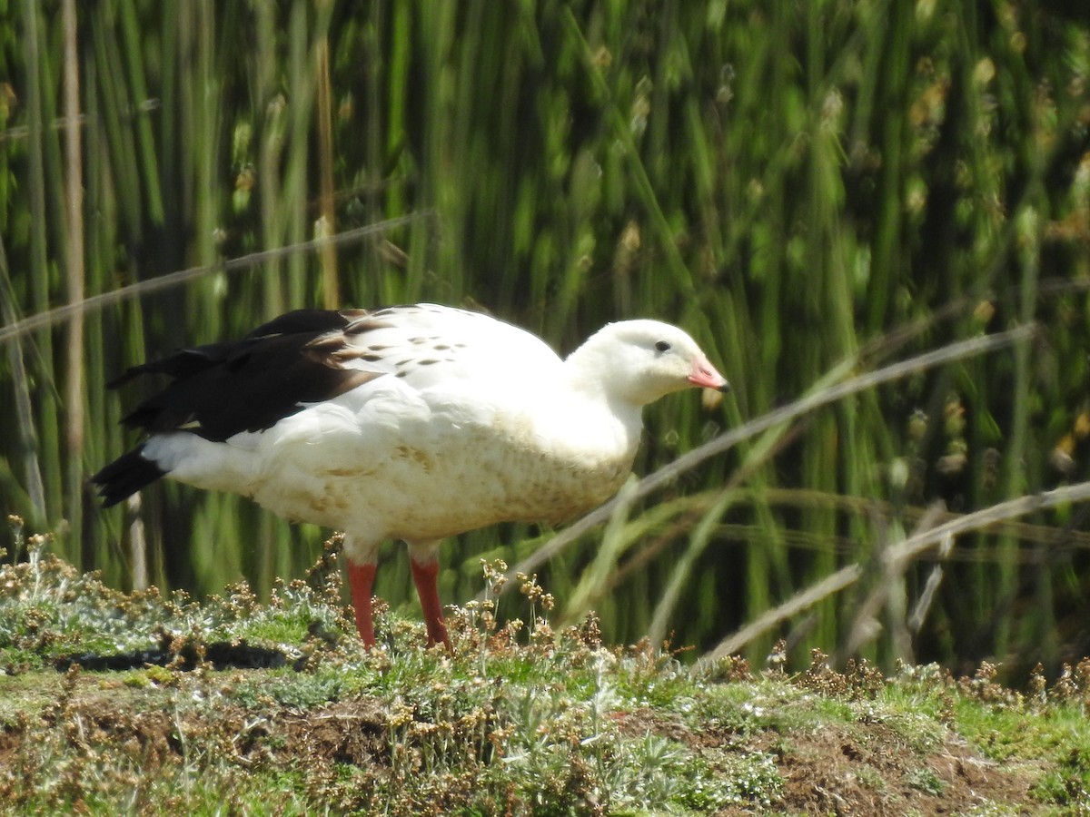 Andean Goose - Xander Cruzado Gallardo