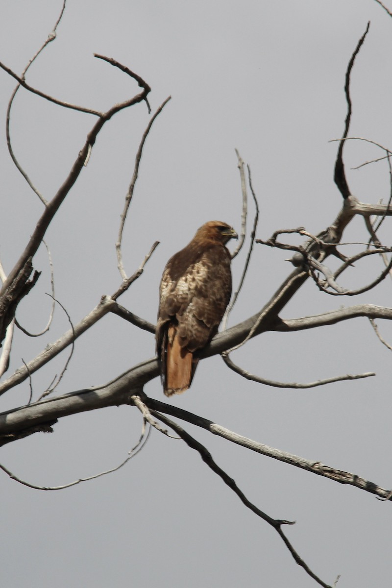Red-tailed Hawk - Catherine Olin