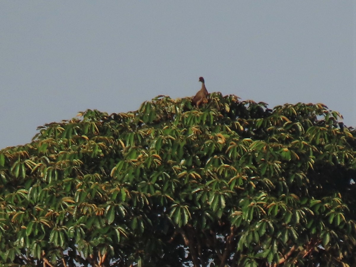 čačalaka kropenatá (ssp. remota) - ML571929871