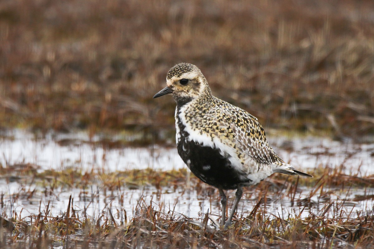 European Golden-Plover - ML57193031