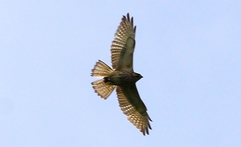 Broad-winged Hawk - ML571930311