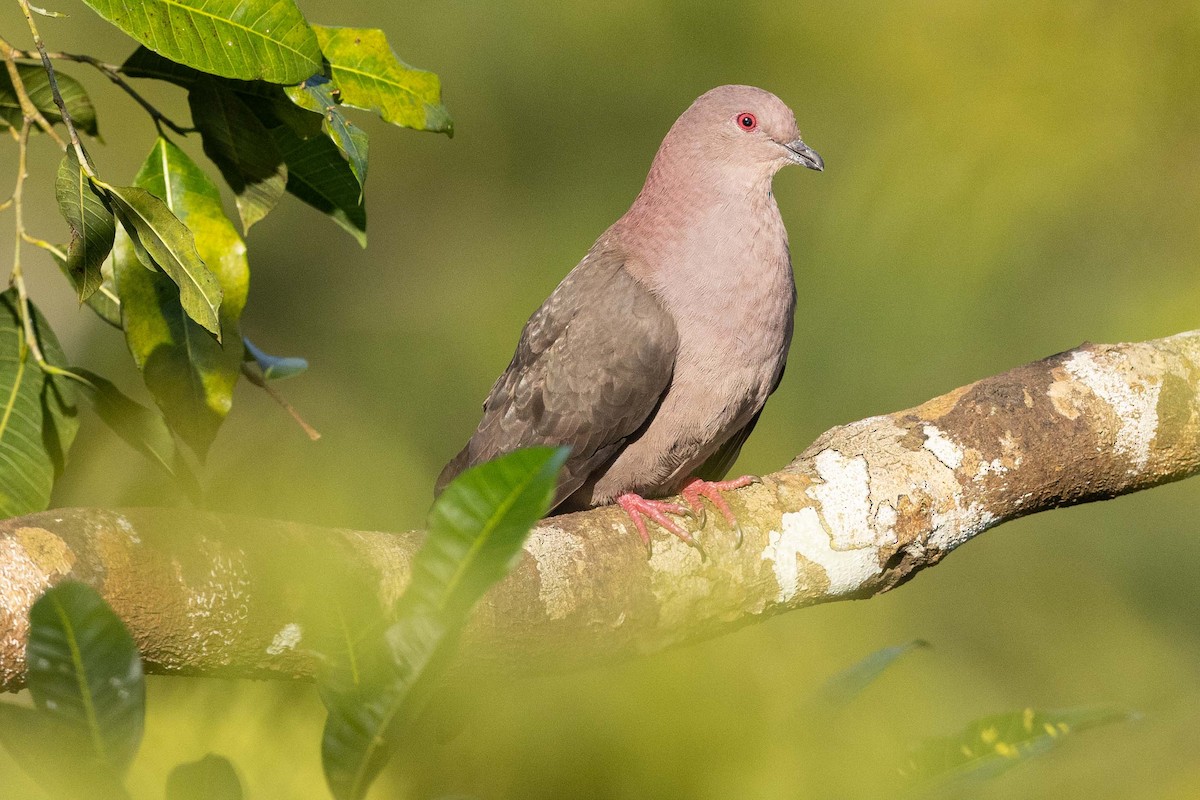 Short-billed Pigeon - ML571930371