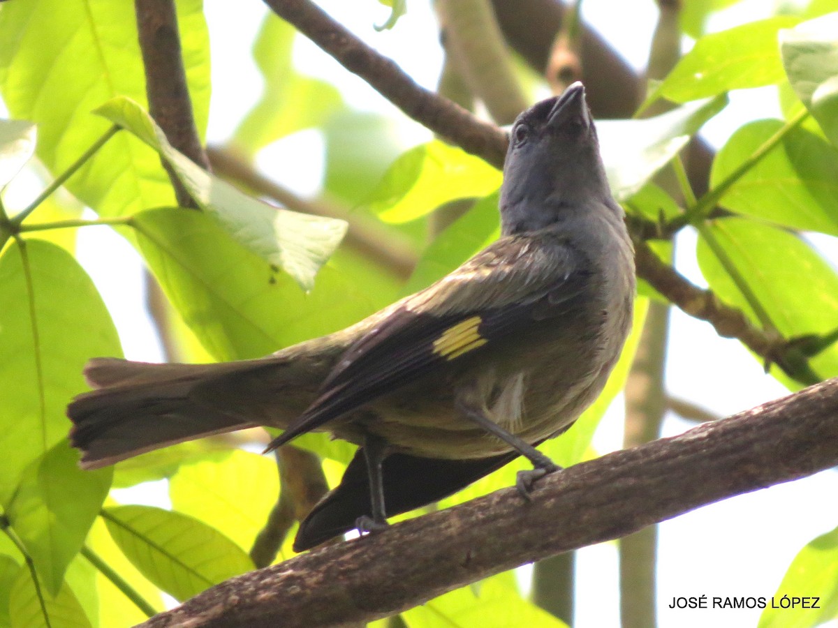 Yellow-winged Tanager - ML571930571