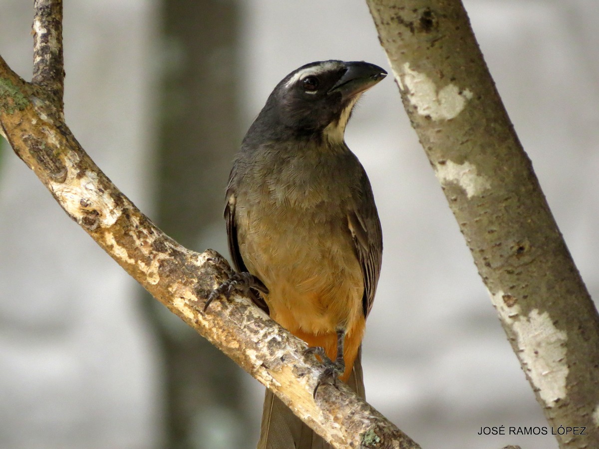 Cinnamon-bellied Saltator - ML571930741