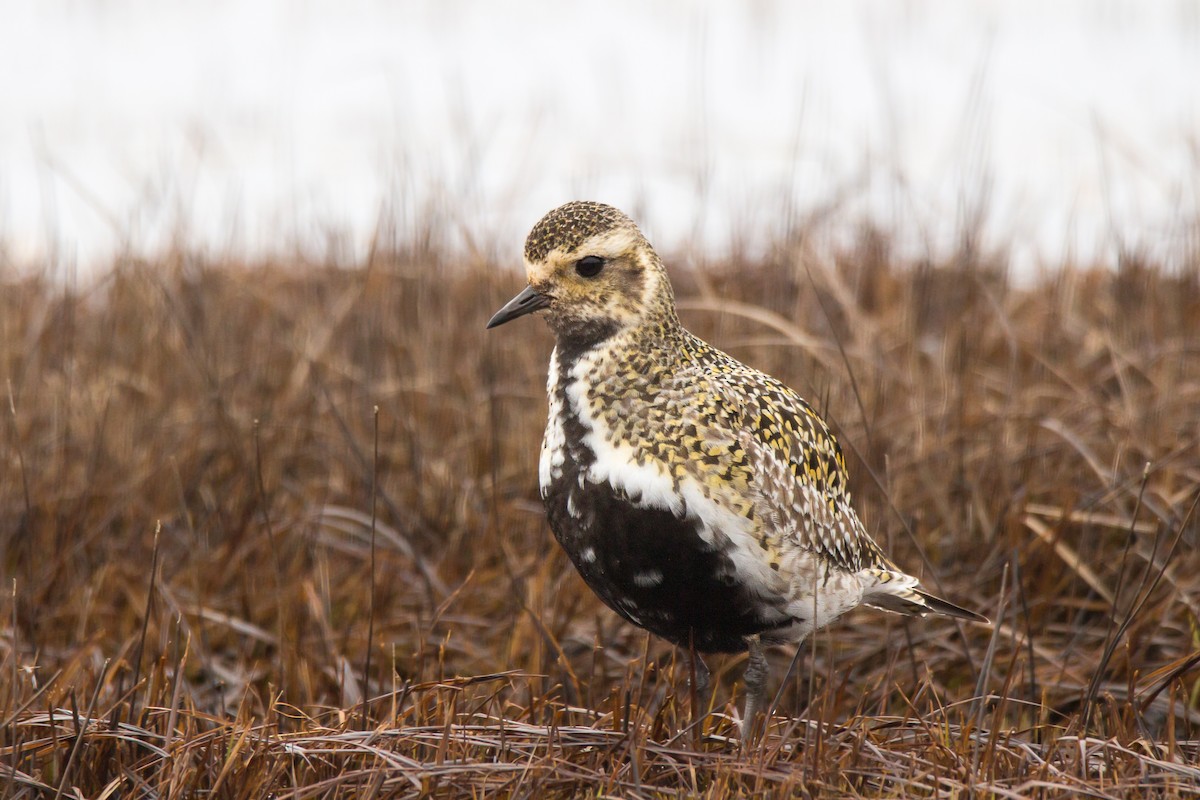 European Golden-Plover - ML57193081