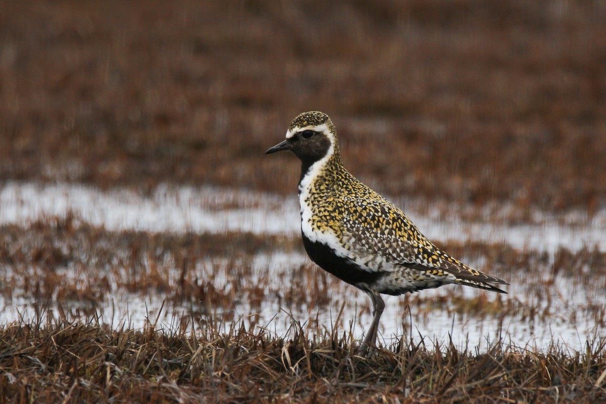 European Golden-Plover - ML57193101
