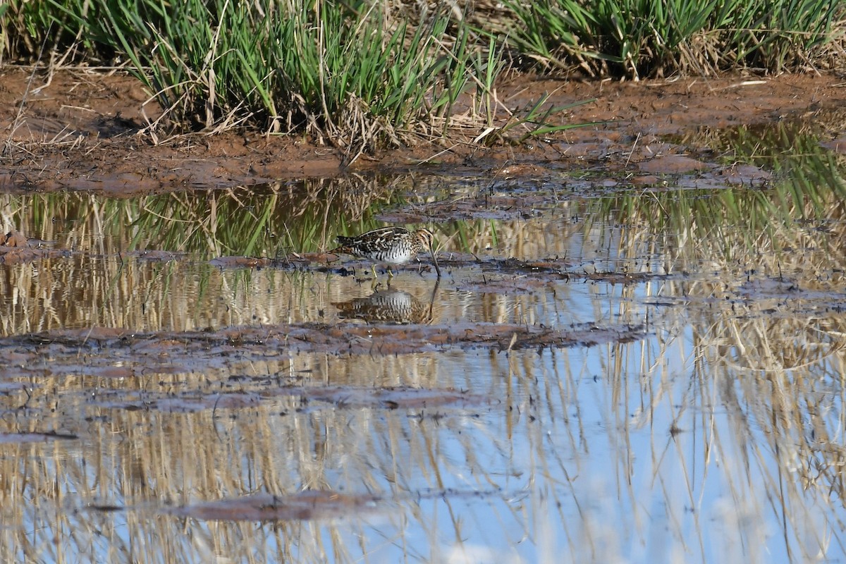 Wilson's Snipe - ML571931561