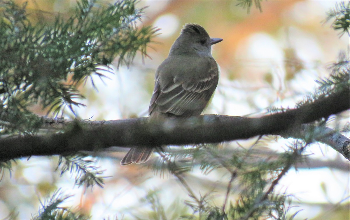 Great Crested Flycatcher - Michel Turcot