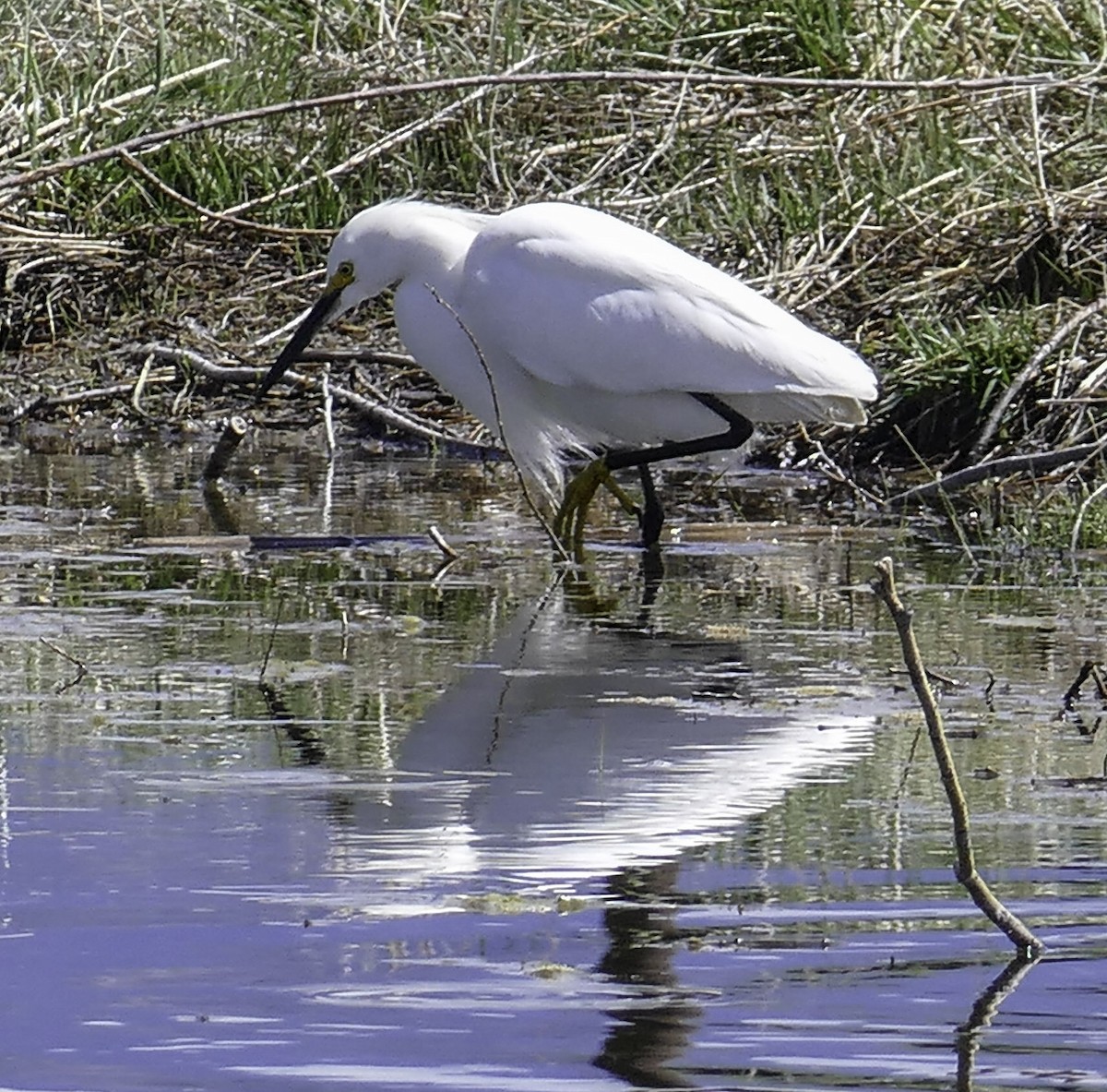 Snowy Egret - John Lay