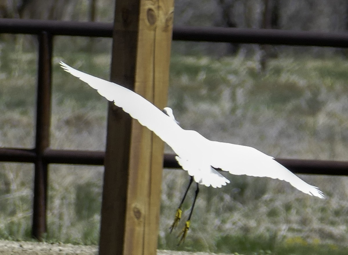 Aigrette neigeuse - ML571933601