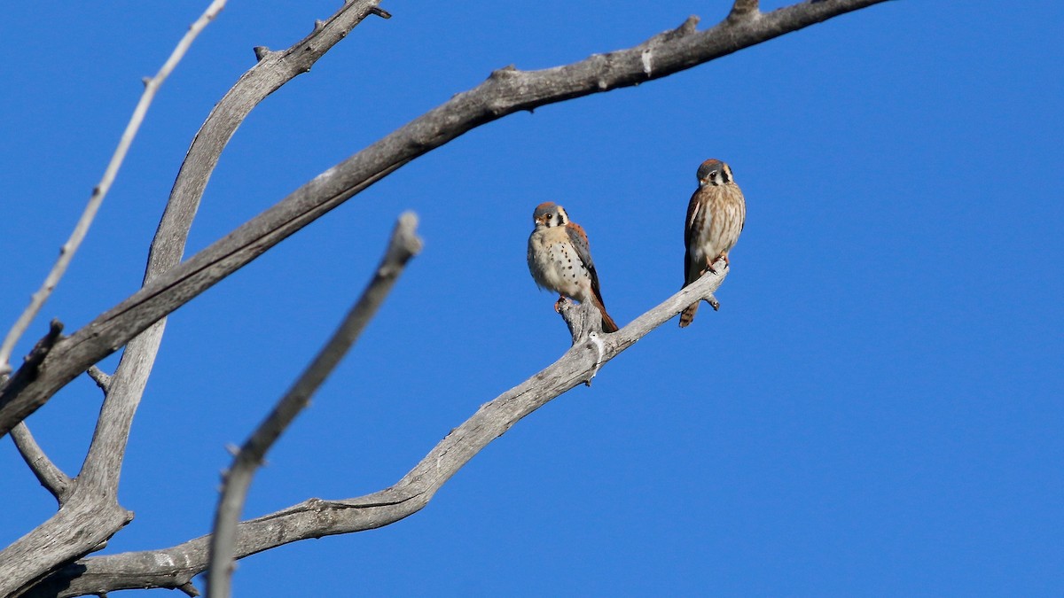 American Kestrel - ML57193381