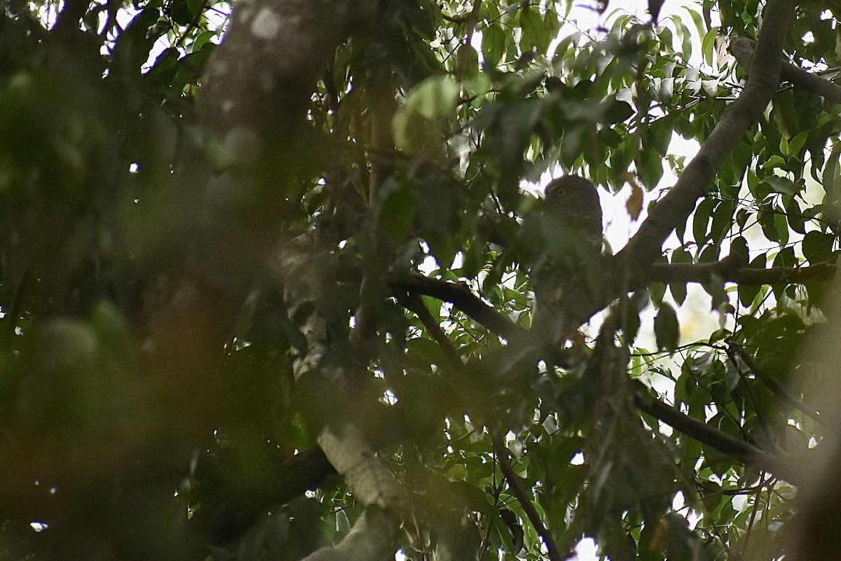 African Barred Owlet (Etchecopar's) - ML571934841