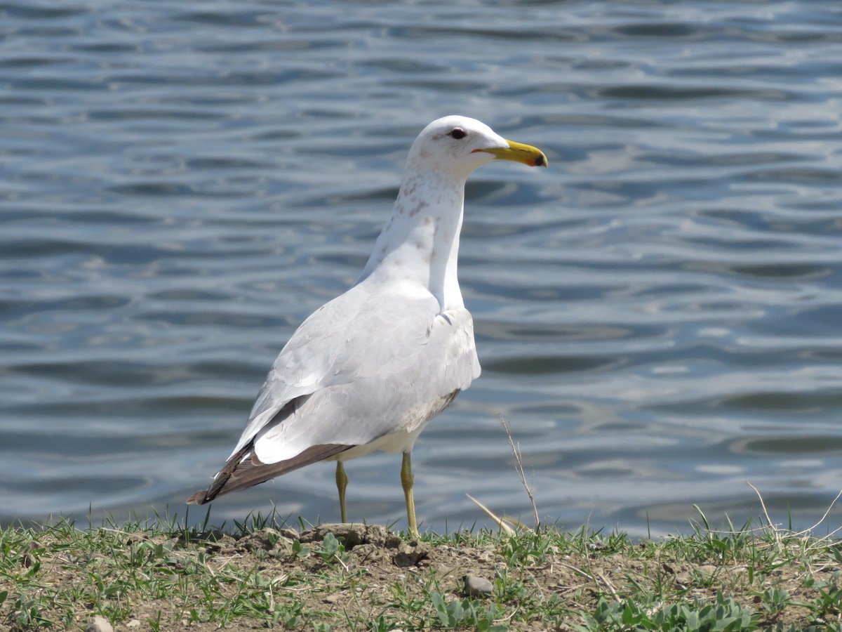 California Gull - Ken Orich