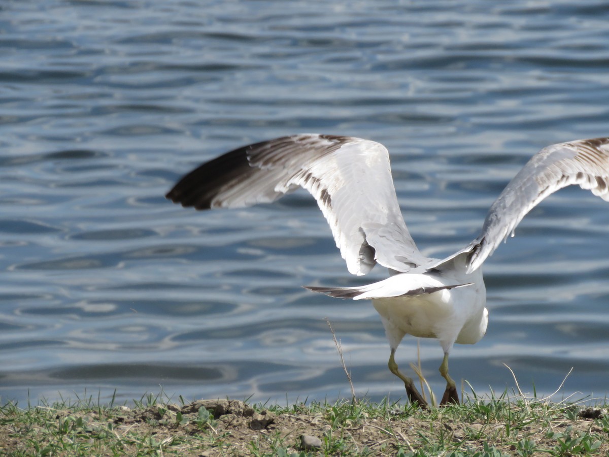 California Gull - ML571934921