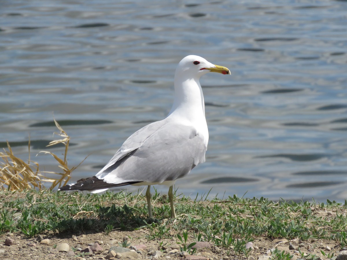 California Gull - ML571934931