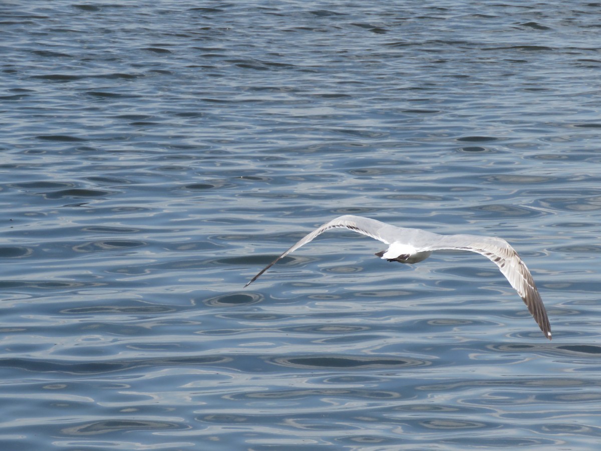 Gaviota Californiana - ML571934941