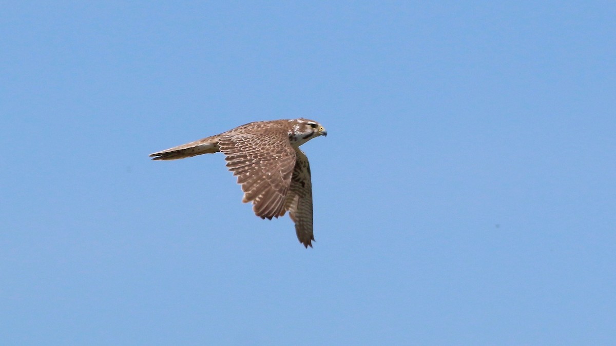 Prairie Falcon - ML57193531