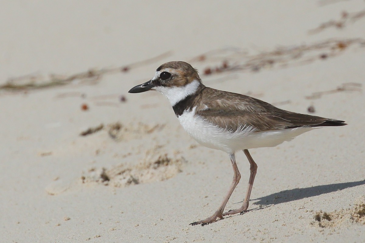 Wilson's Plover - Bruce Robinson