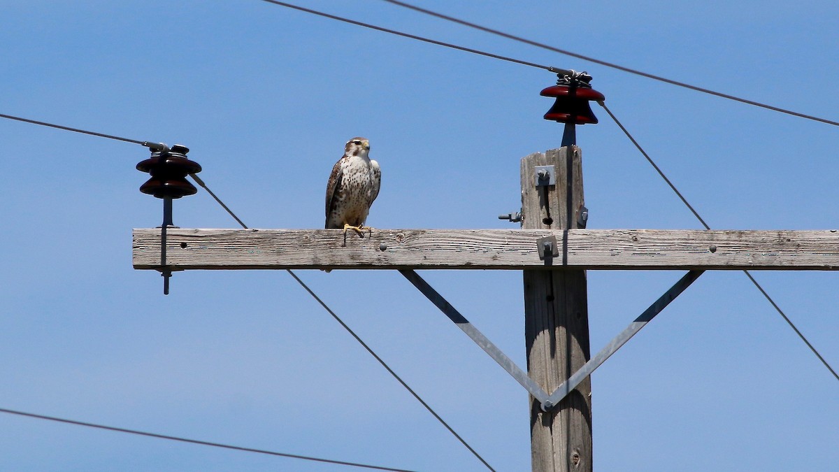 Prairie Falcon - ML57193541