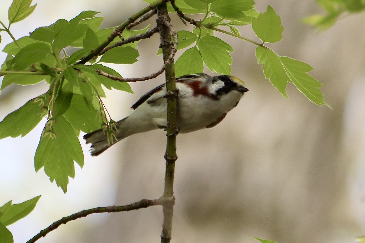 Chestnut-sided Warbler - ML571935541