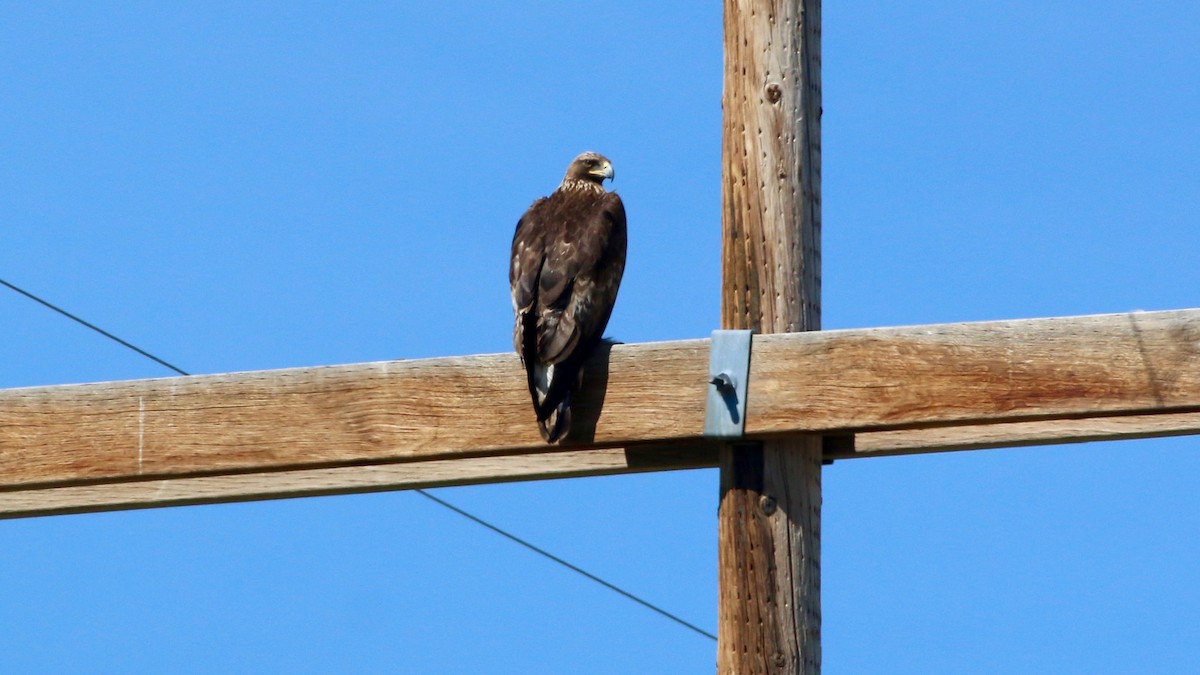 Steinadler - ML57193571