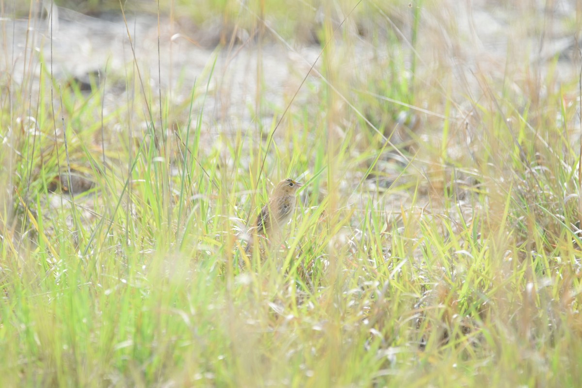 Grasshopper Sparrow - ML571936301