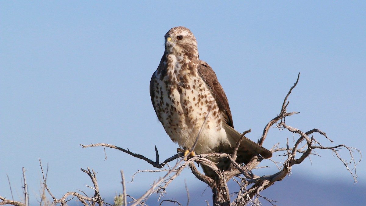 Swainson's Hawk - ML57193651