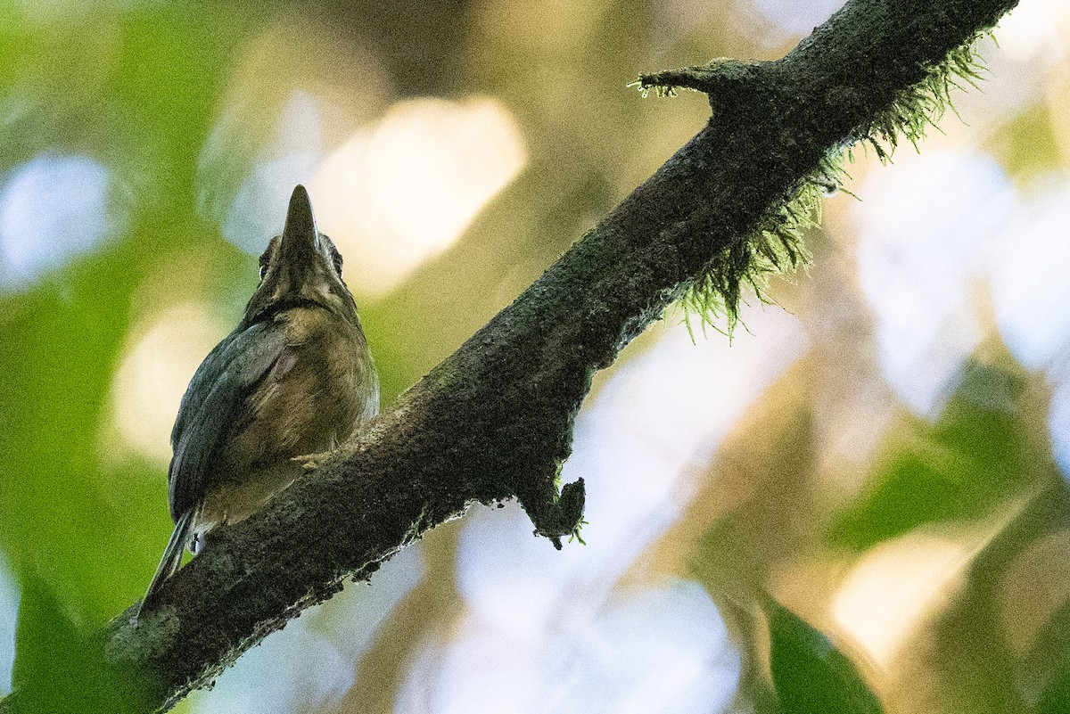 Tody Motmot - ML571937151
