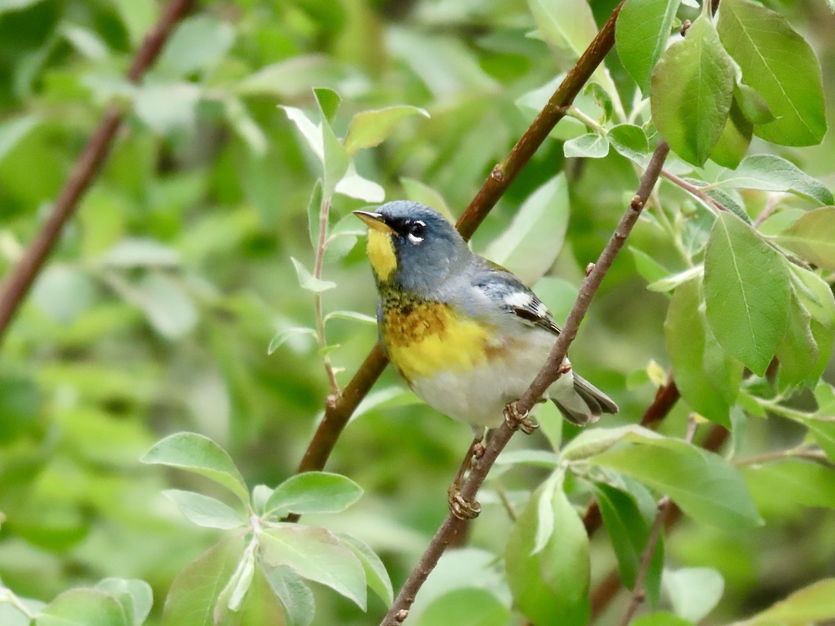 Northern Parula - ML571937371