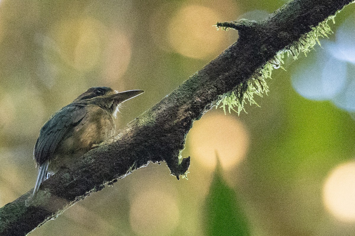 Tody Motmot - ML571937631