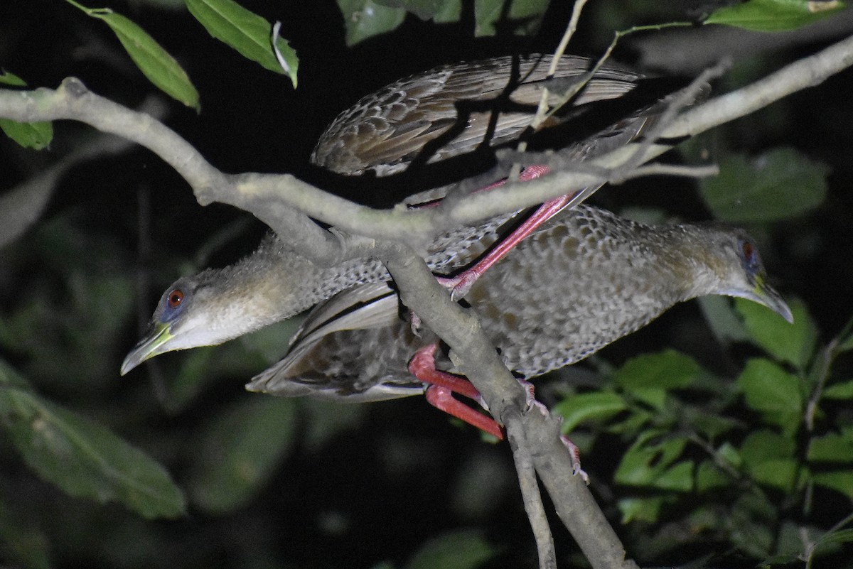 Râle à pieds rouges - ML571938001