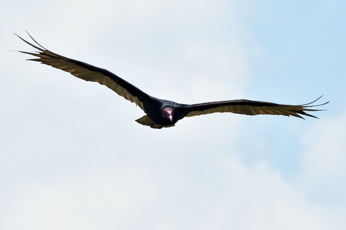 Turkey Vulture - ML571939051