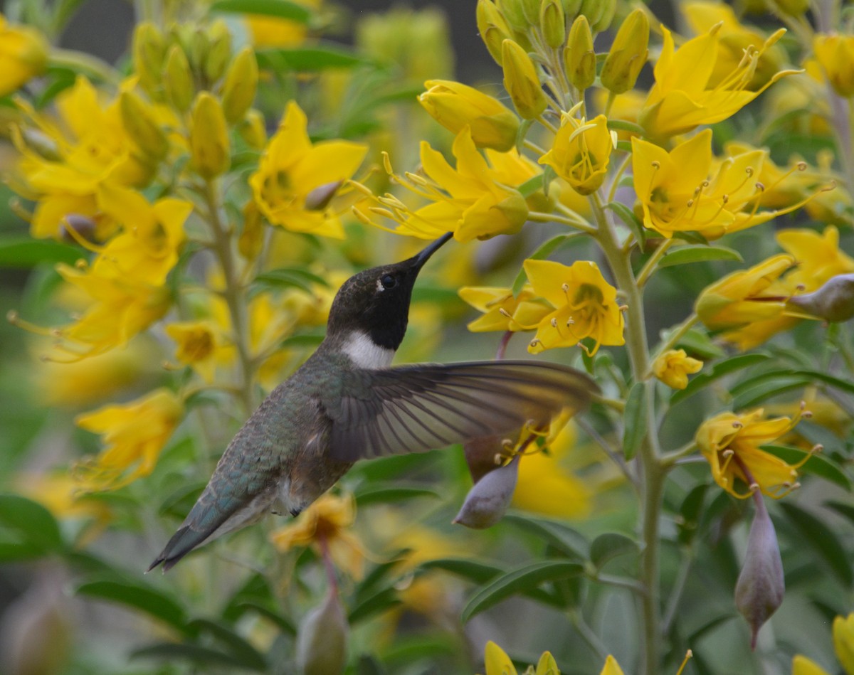 Black-chinned Hummingbird - ML571939291