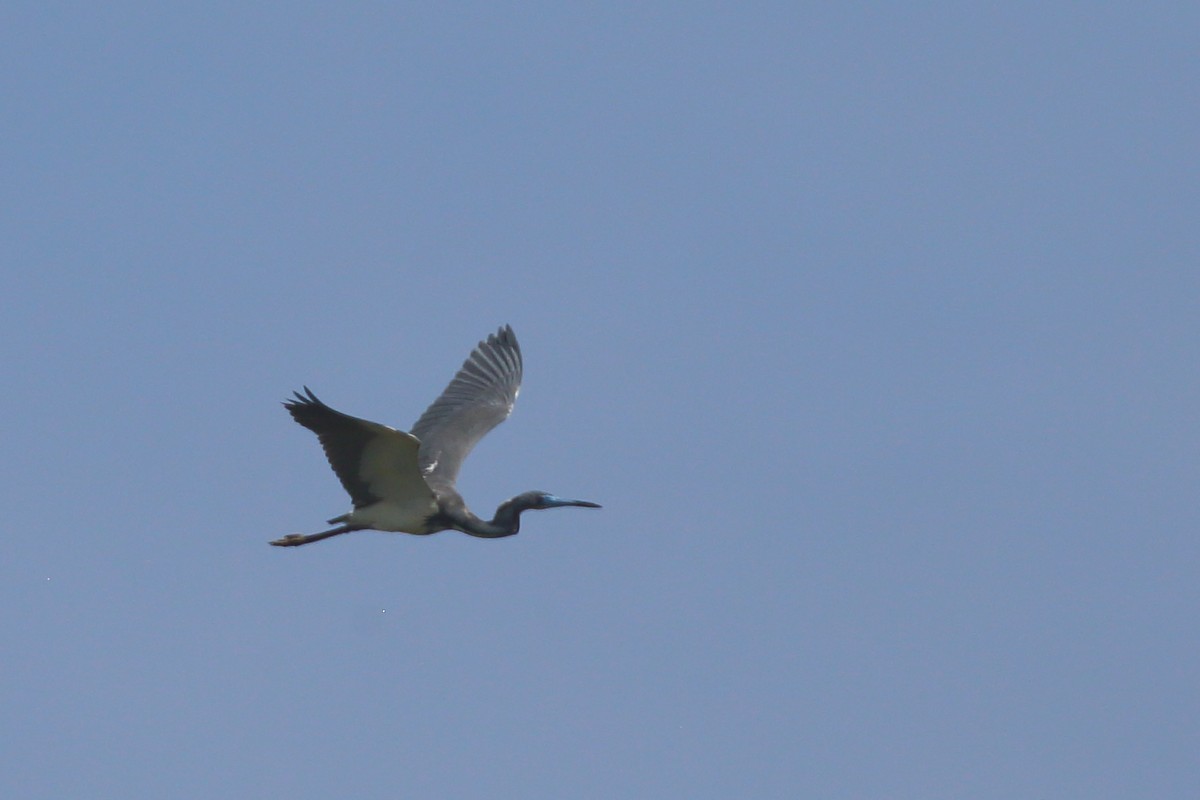 Tricolored Heron - ML571939311