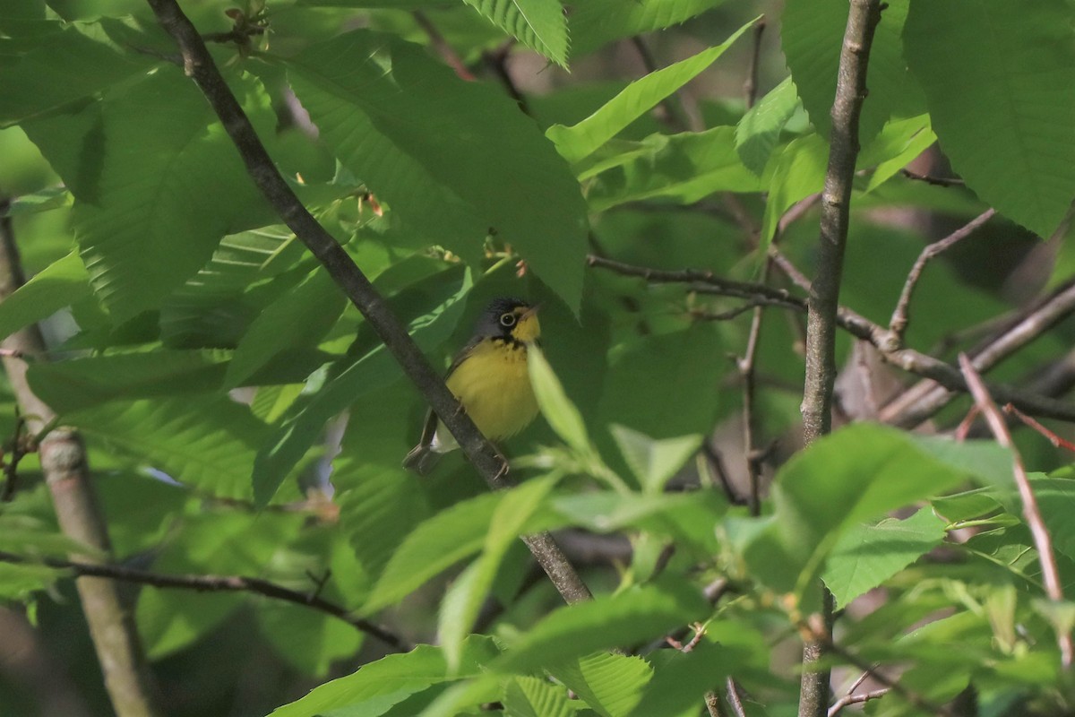 Canada Warbler - ML571939351