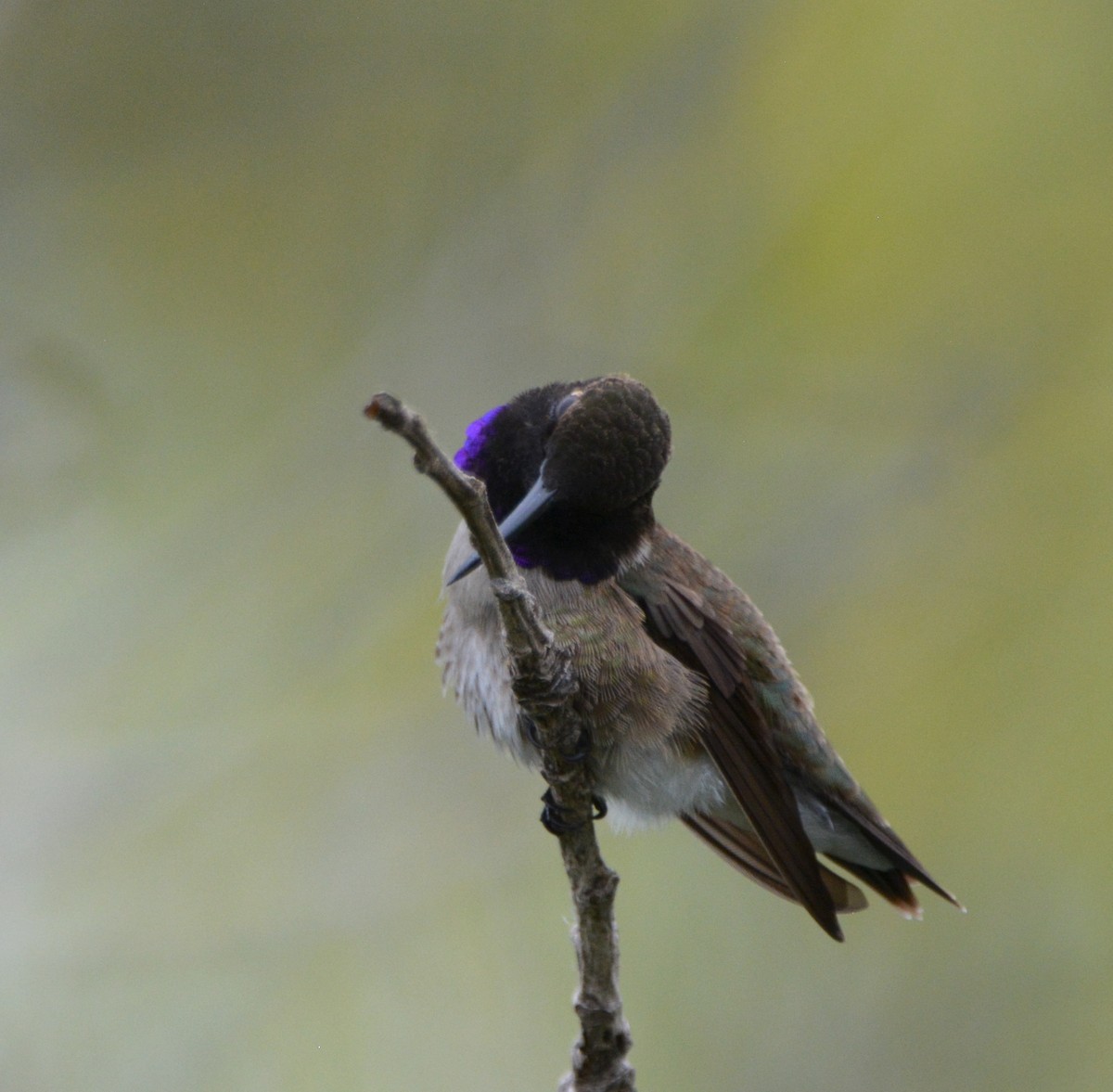 Black-chinned Hummingbird - ML571939381