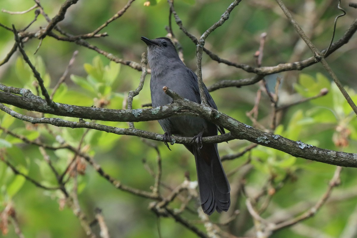 Gray Catbird - ML571939991