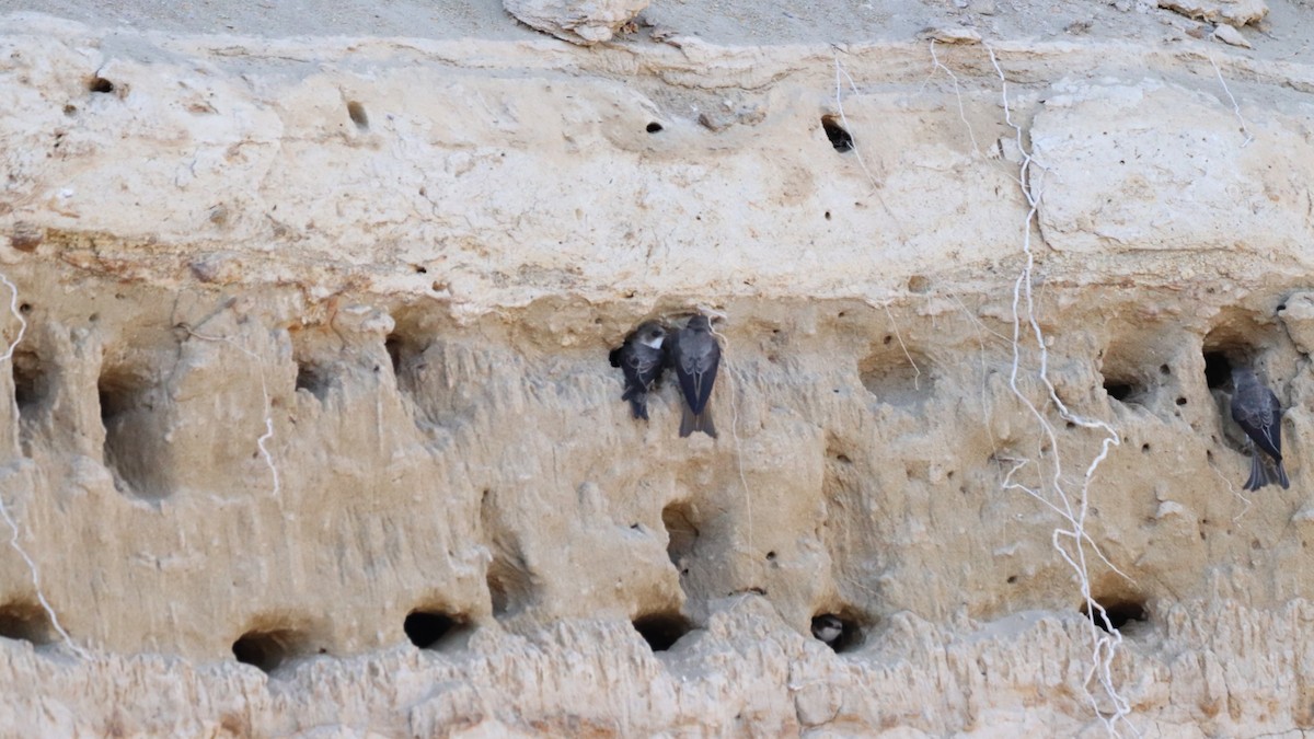 Topino - ML571940271