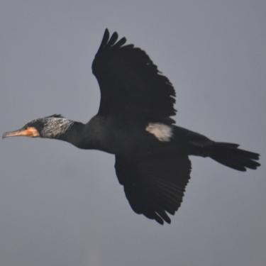 Great Cormorant - ML571940431