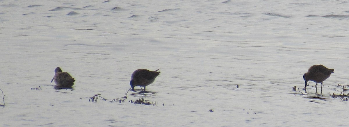 Short-billed/Long-billed Dowitcher - ML571940891