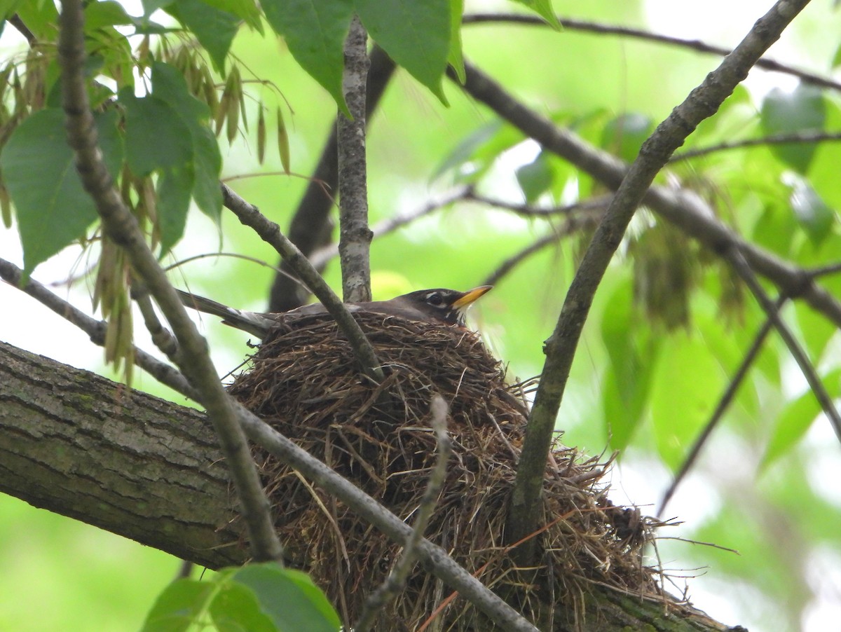 American Robin - ML571941201
