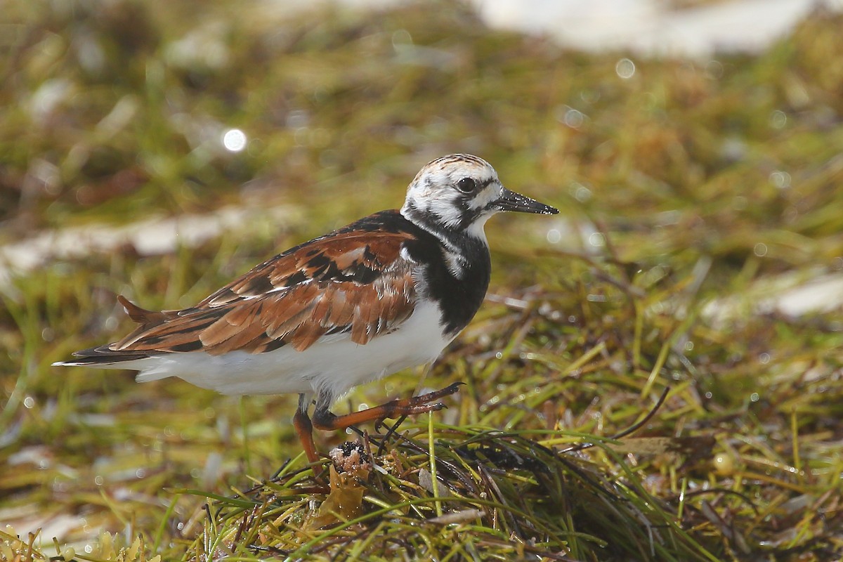 Ruddy Turnstone - ML571941211